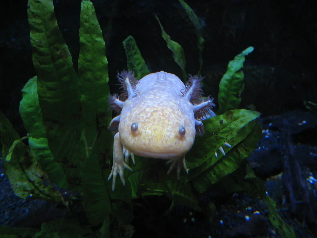 Mexican_Walking_Fish_by_henrideacon