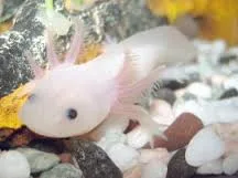 mexican walking fish
