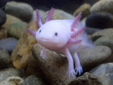 mexican-walking-fish