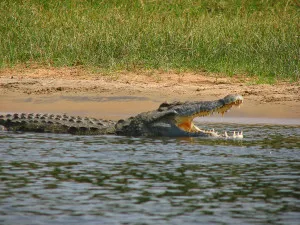 outdoor croc