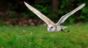 outdoor owl pic