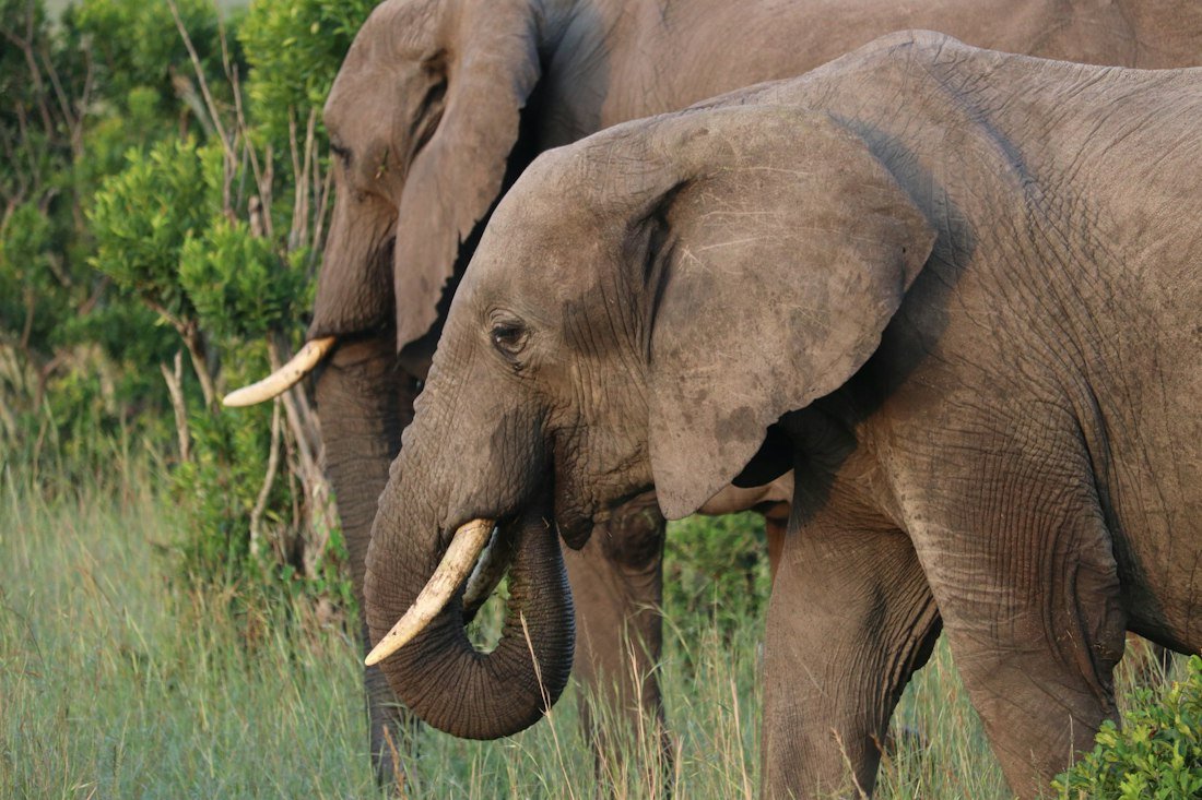 Illustrative photo: African elephants