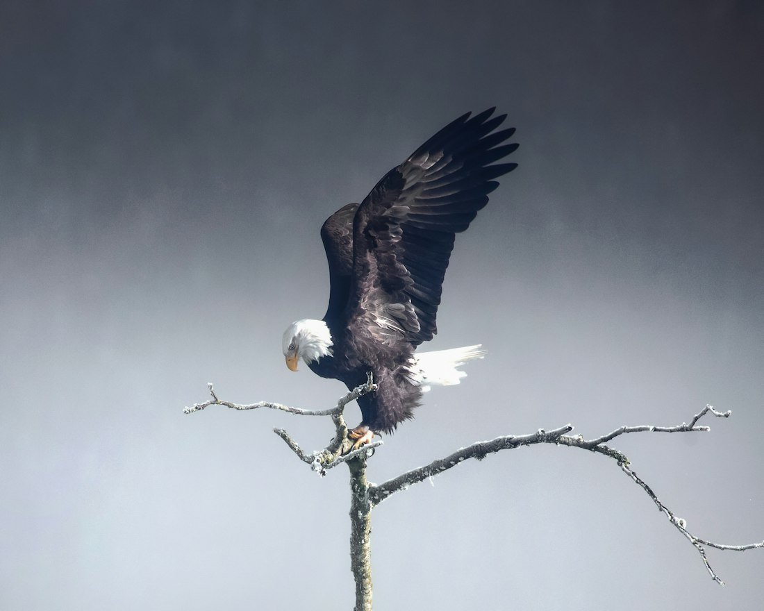 Illustrative photo: Bald eagle perched on a branch