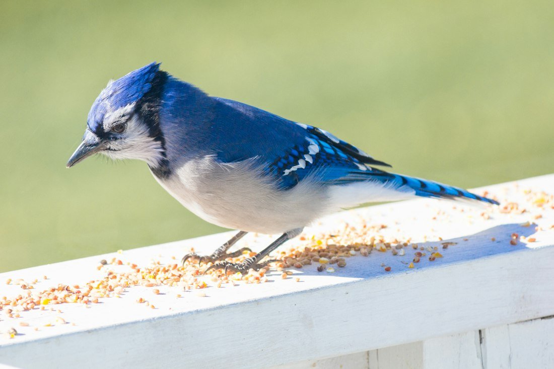 Illustrative photo: Blue jay at a bird feeder