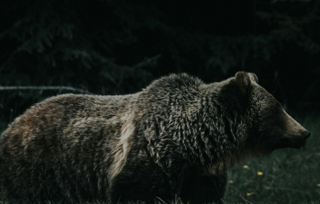 Illustrative photo: Brown bear in woodland