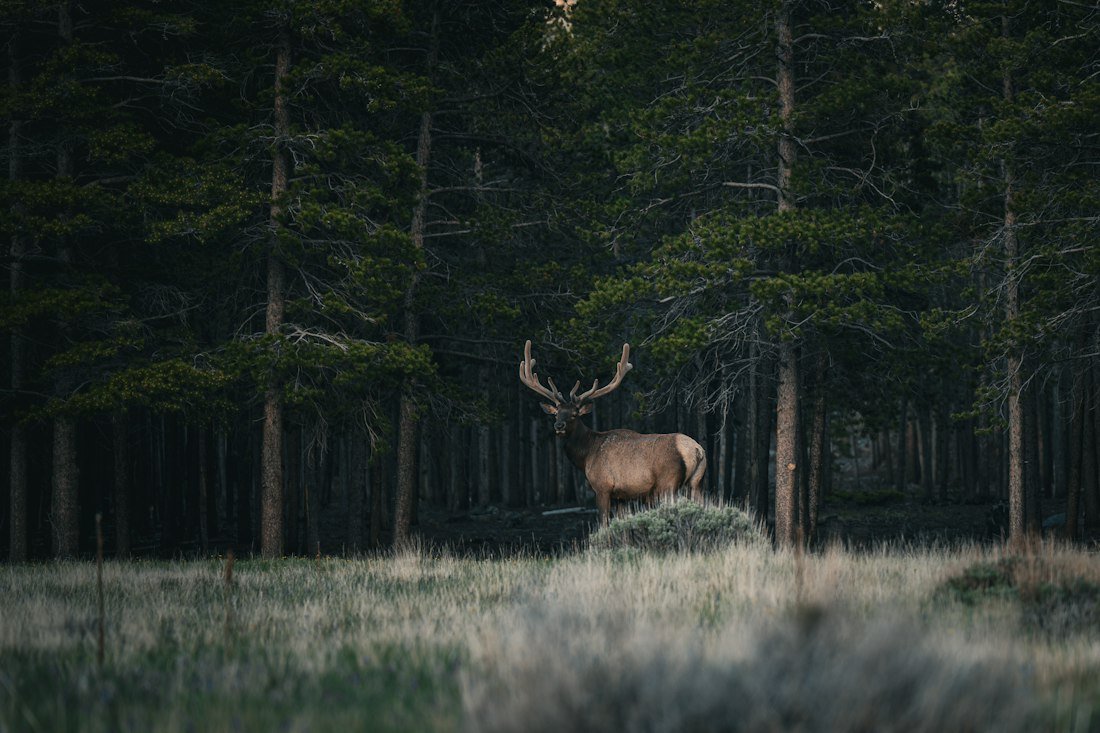 Wildlife Cameras category photo