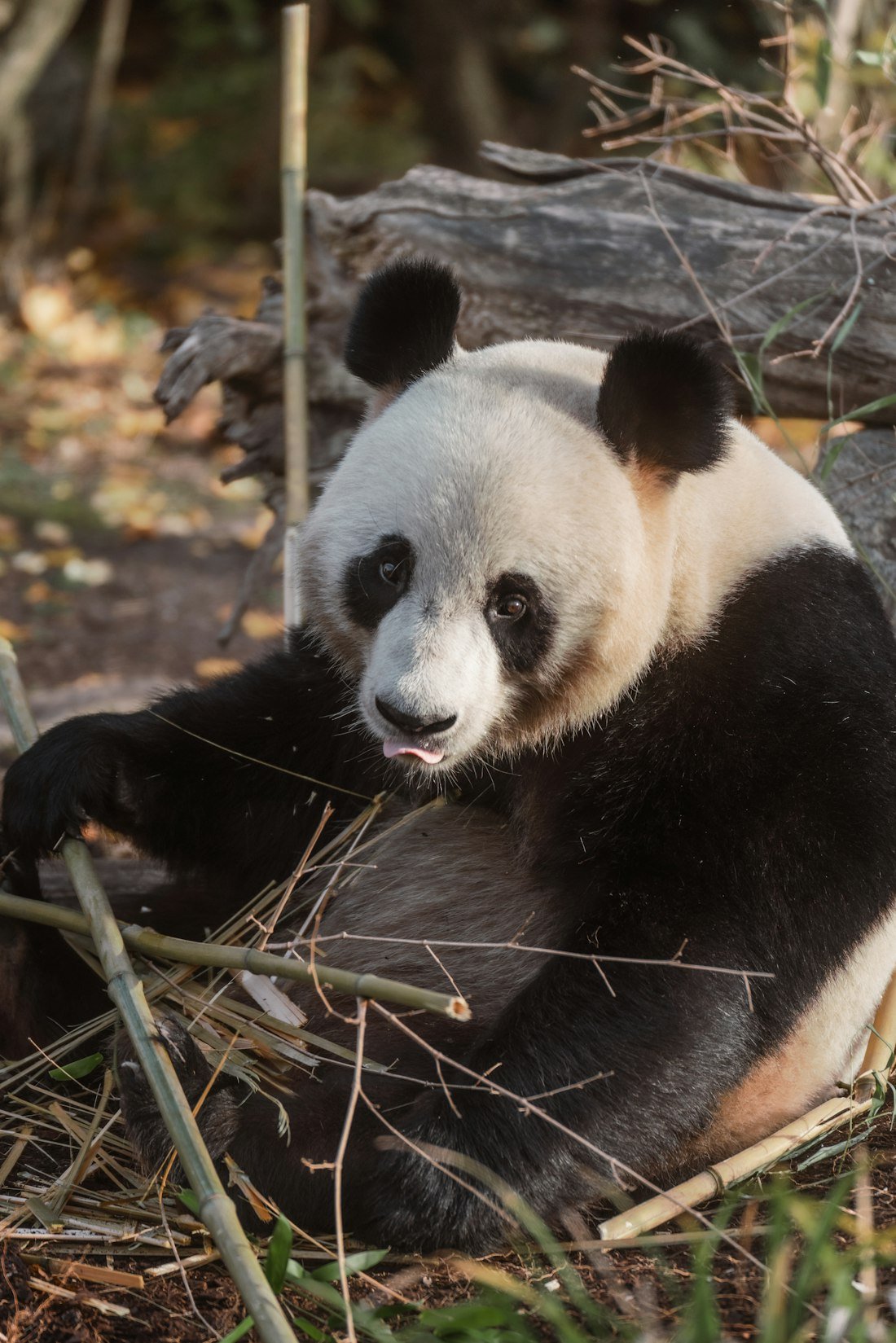 Illustrative photo: Giant panda enjoying bamboo