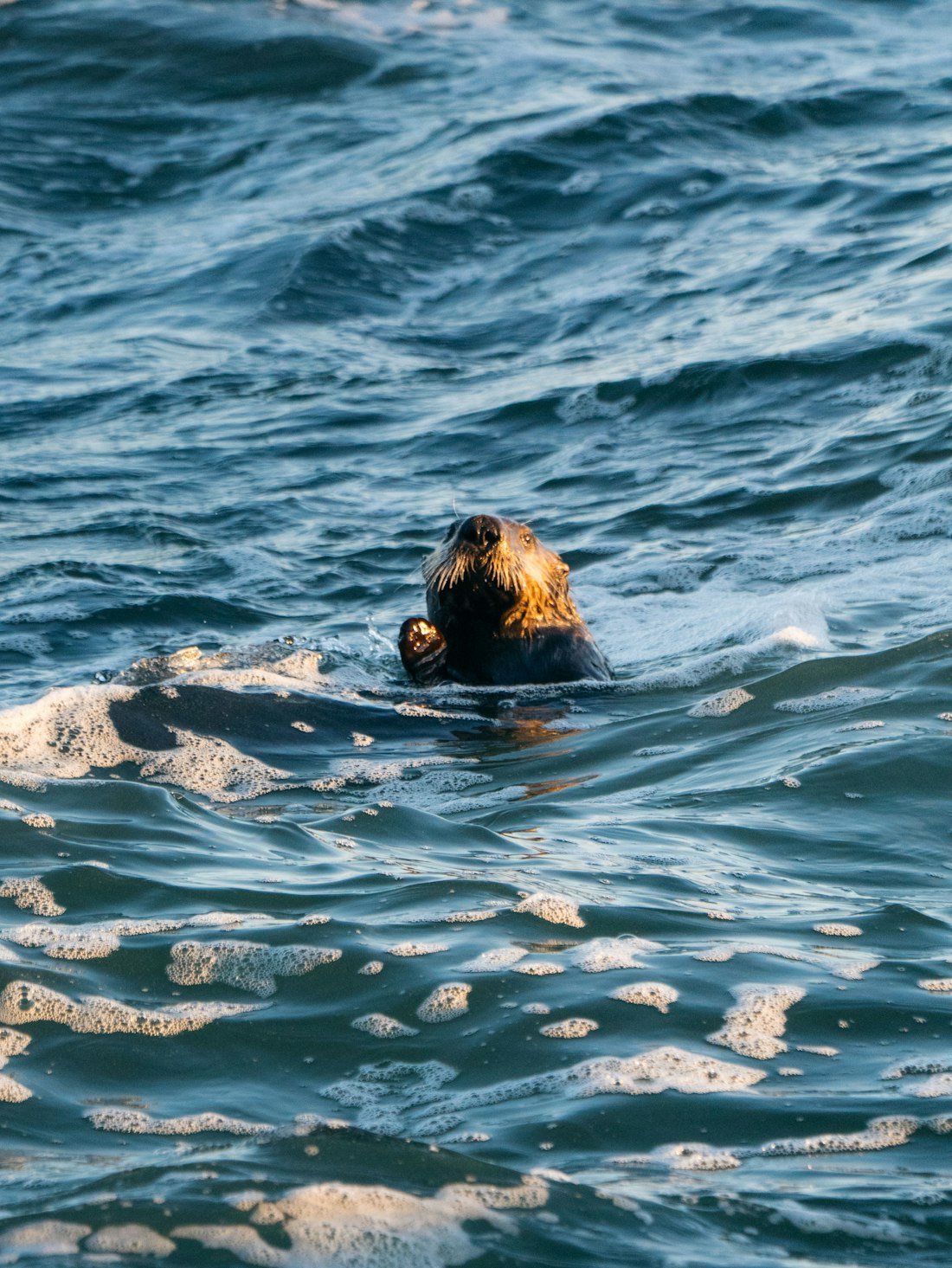Illustrative photo: Sea otter floating in the ocean