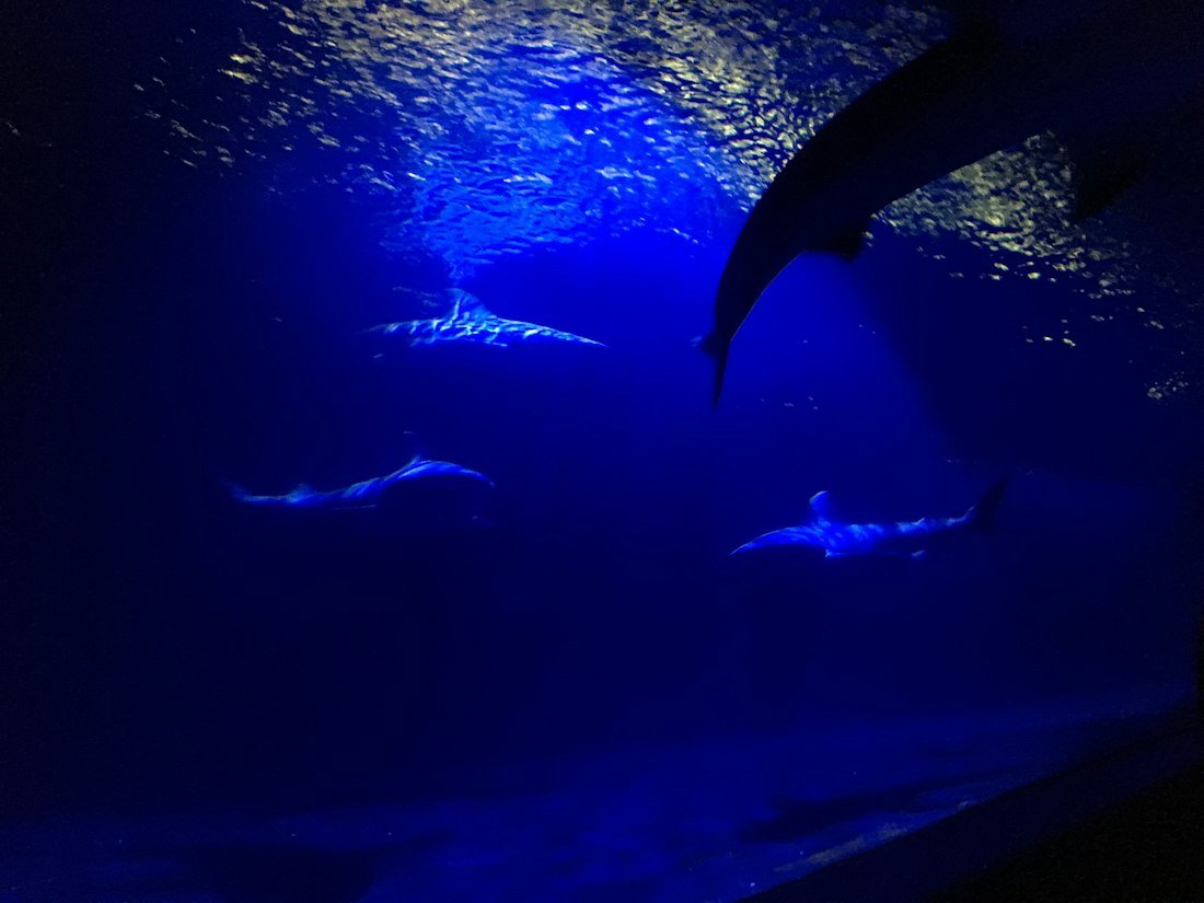 Illustrative photo: Sharks swimming underwater