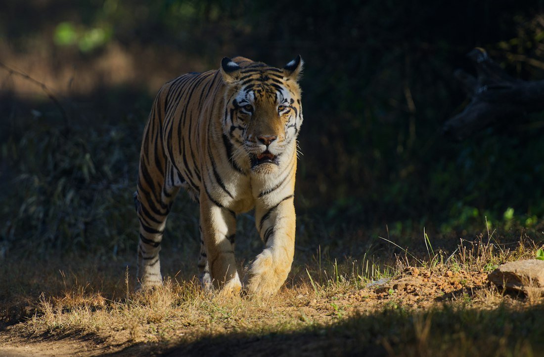 Illustrative photo: Tiger walking through woodland