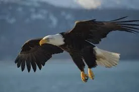 Eagles changing guard of the eggs in the nest. Hanover PA