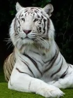 The White Bengal Tiger – Endangered Species