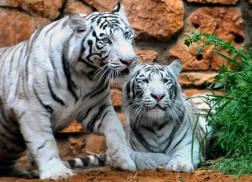 white bengal tiger last resized
