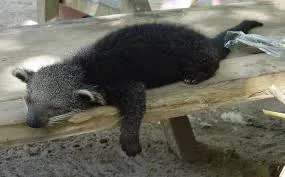 The Bearcat