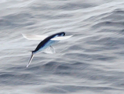 Flying Fish