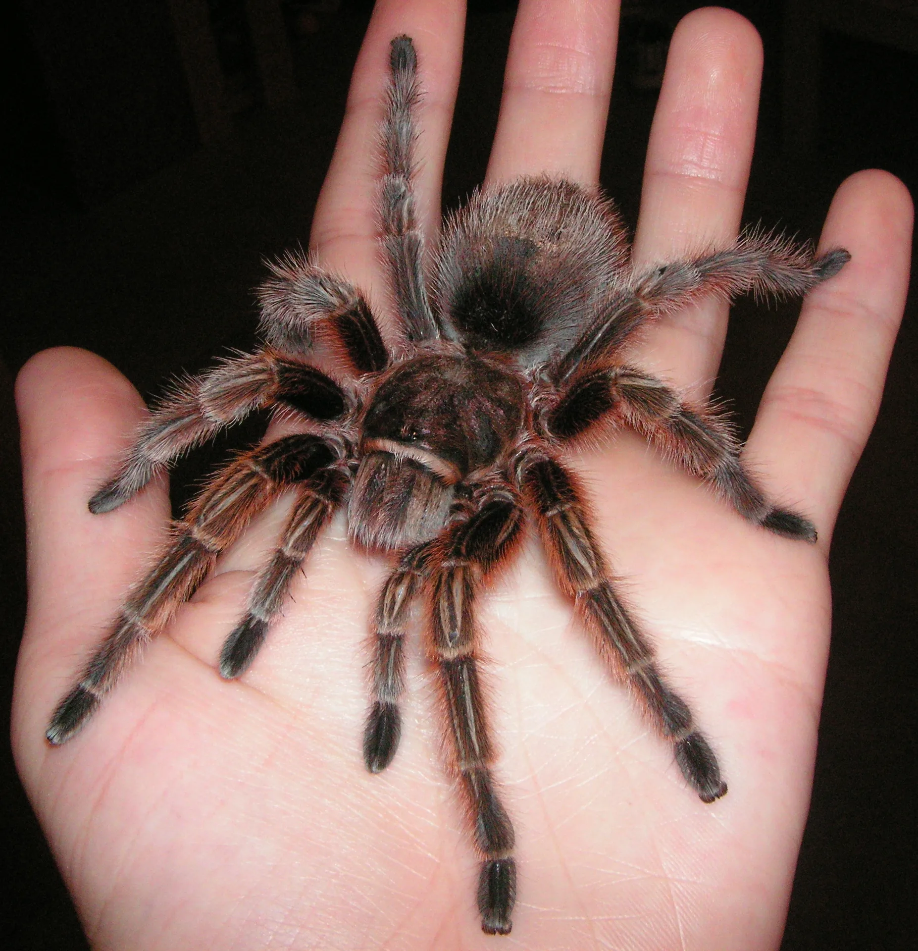 Video: A Molting Tarantula — Freaky and Fascinating