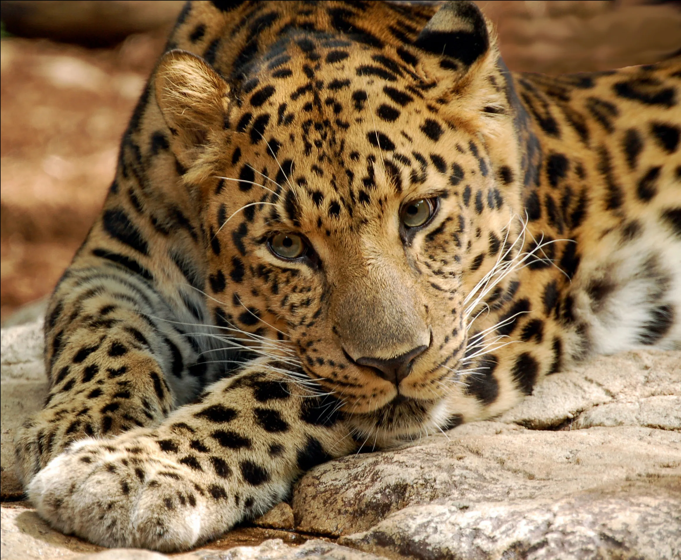 Rare Endangered Leopard Gives Birth at Yorkshire Wildlife Park, U.K.