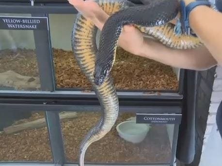 Virgin Snake Held In Captivity Gives Birth Second Time With No Mate