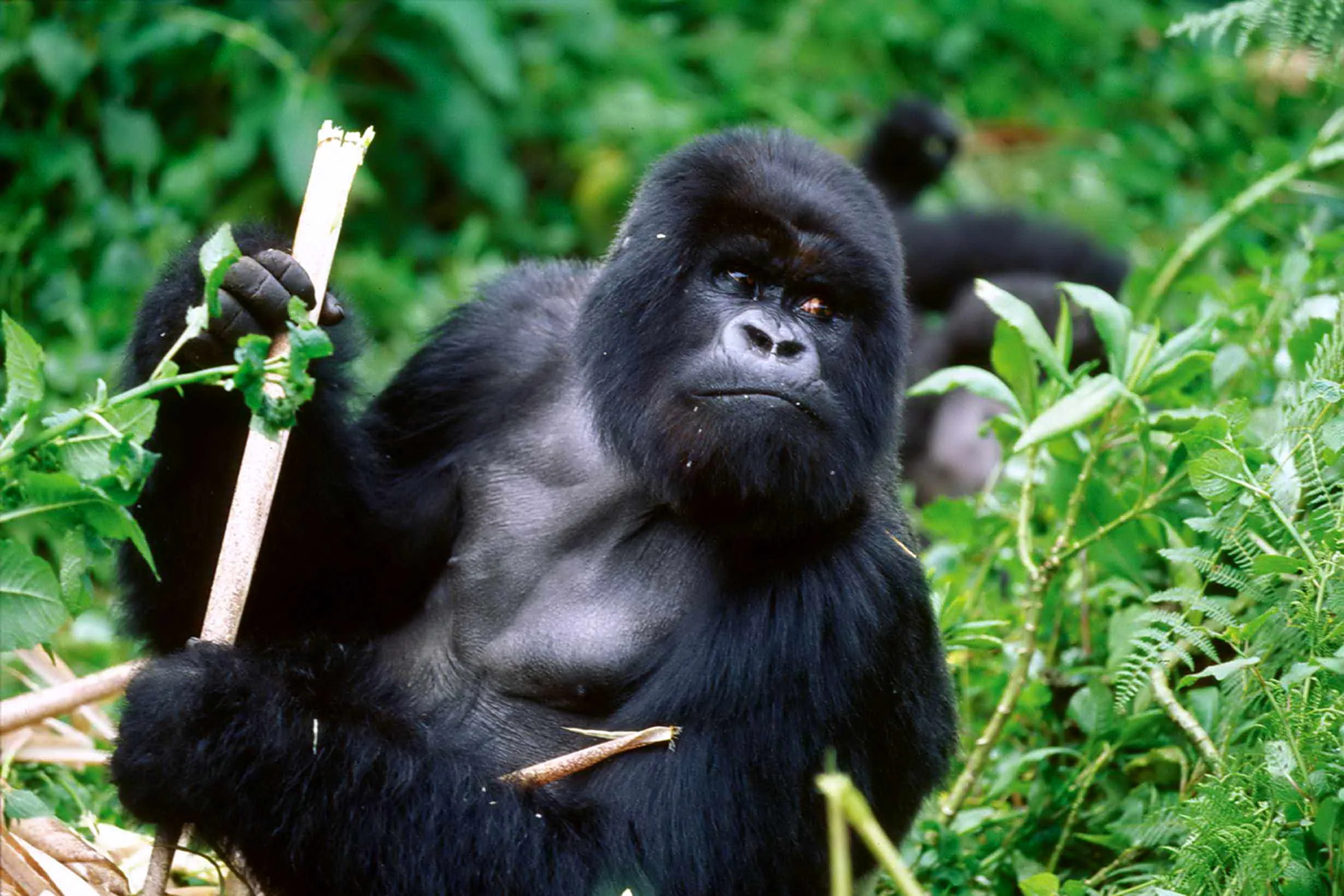 Critically Endangered Species List September 1, 2015