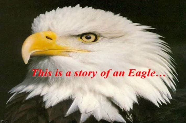 The Story Of An Eagle – Motivational