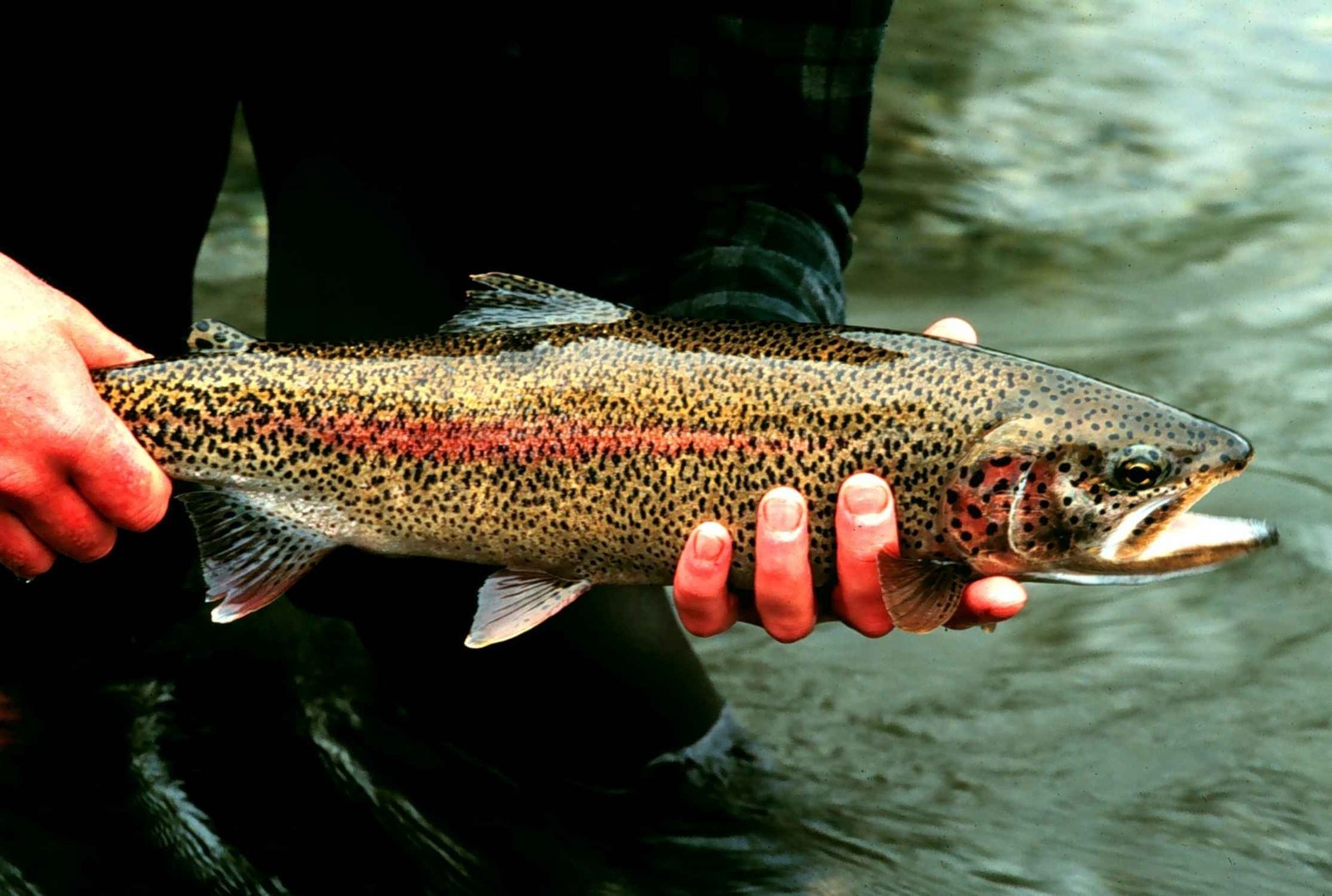 Trout Fishing – How To, What To Use, Where To Go