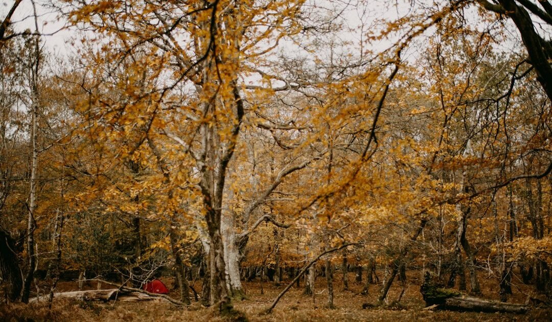 Leave No Trace in Fall: How to Choose a Campsite Without Damaging the Woods