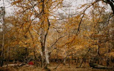 Leave No Trace in Fall: How to Choose a Campsite Without Damaging the Woods