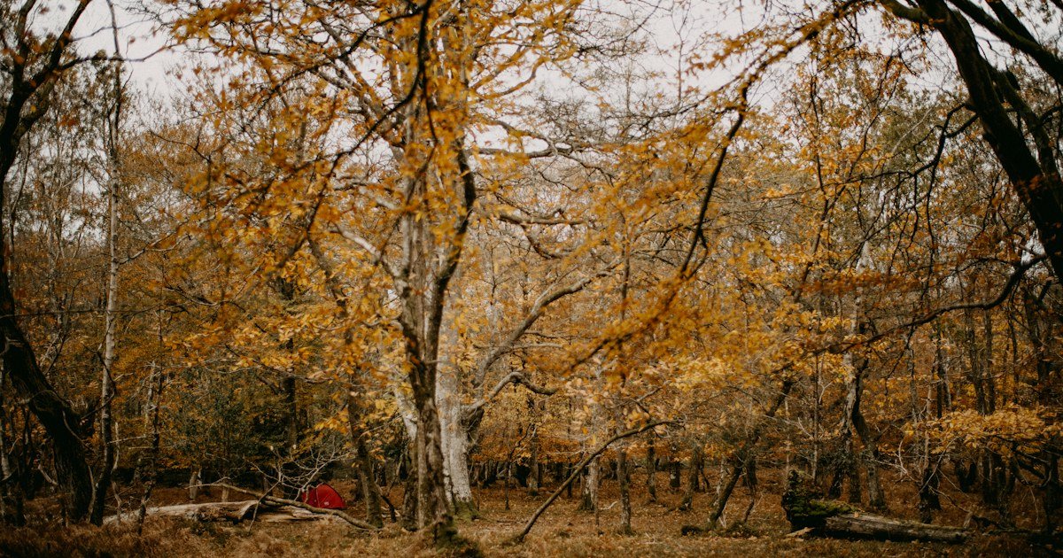 Autumn forest environment for low-impact campsite planning