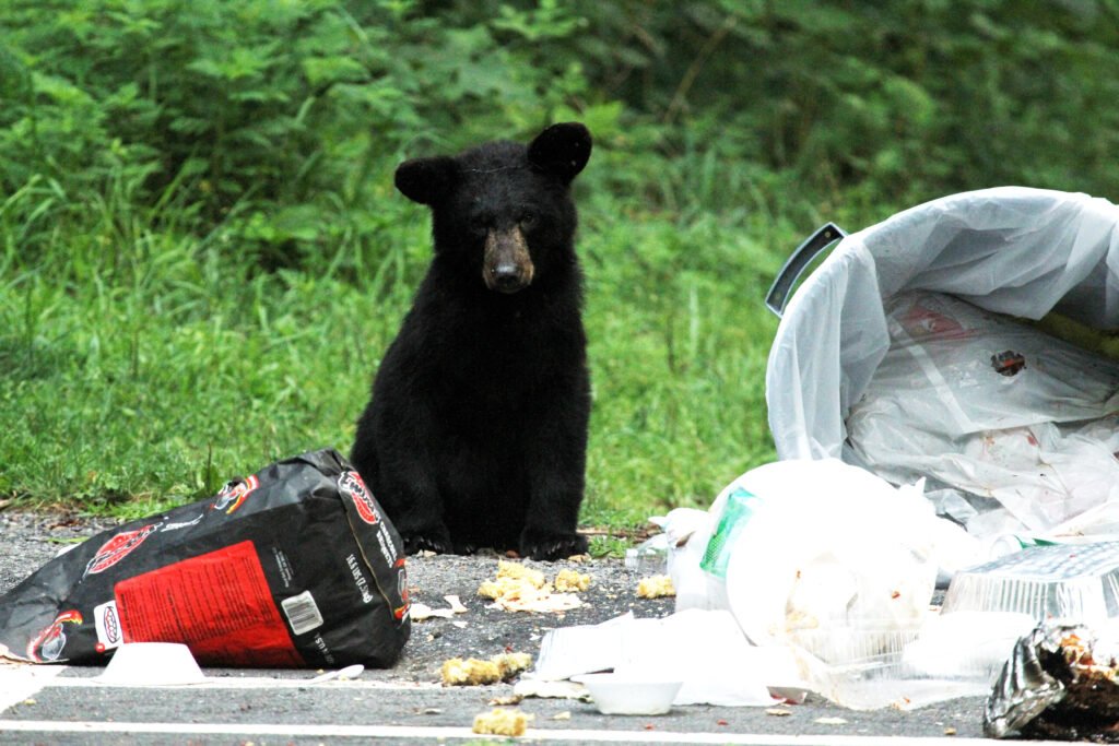 Black bear searching a trash can at a campground (Shenandoah National Park)