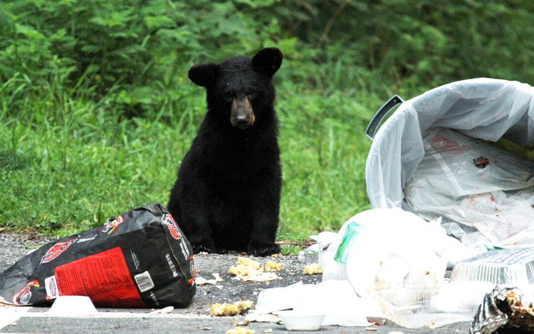 Bear-Smart Camping: How to Store Food, Trash and Scented Gear Before Wildlife Finds Your Site