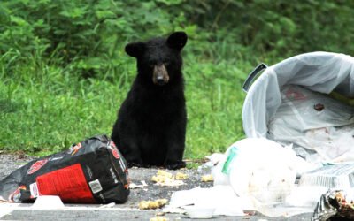 Bear-Smart Camping: How to Store Food, Trash and Scented Gear Before Wildlife Finds Your Site