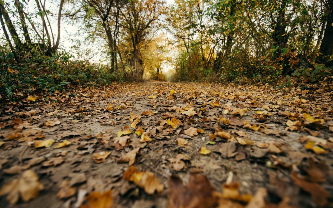 Hiking a Muddy Trail After Rain: How to Protect the Path, Choose Safer Footing and Know When to Turn Around