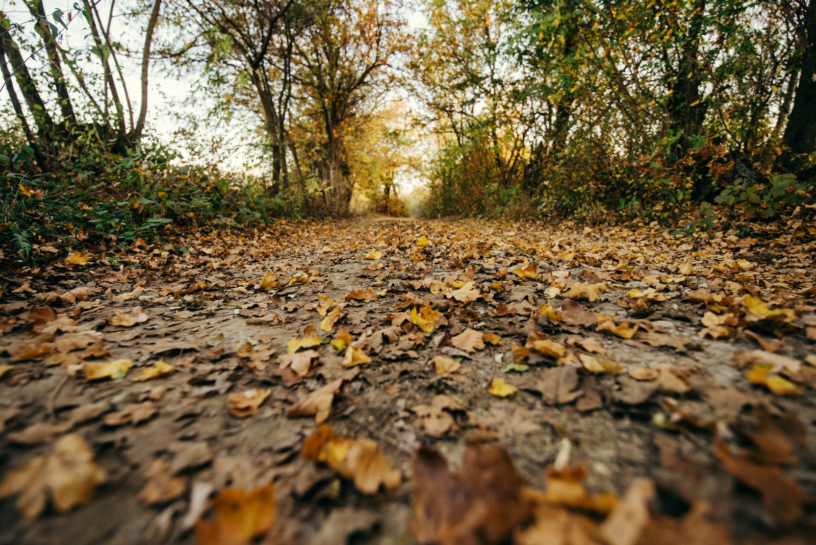 Forest trail illustrating route visibility and terrain