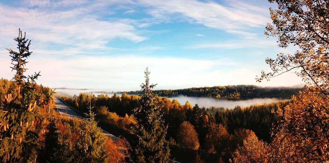 Forest beside a lake