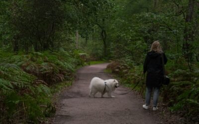 Hiking With Dogs in Pennsylvania: Plan a Better Day for Both of You
