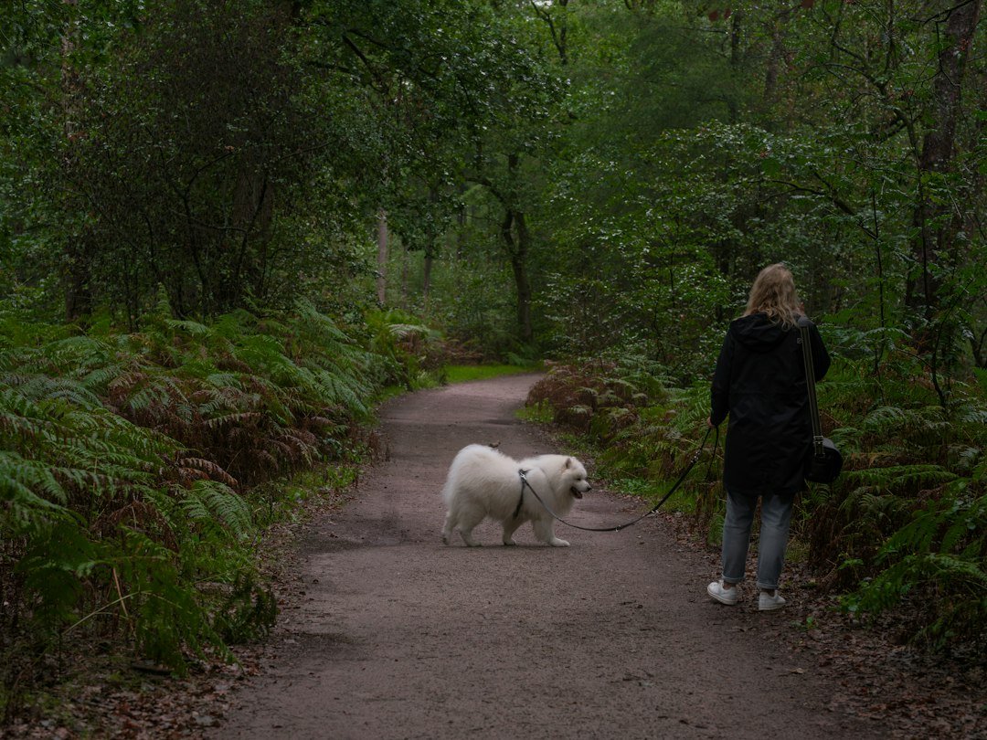 walking the dog in a forest