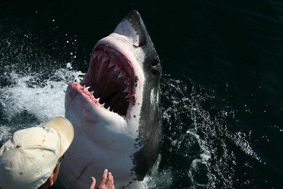 great white shark Marina State Beach illustration