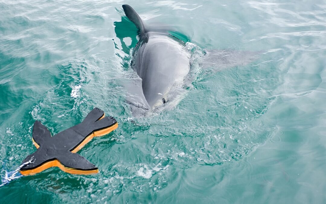 Great White Shark Leaps Near Marina State Beach: What Beachgoers Should Know