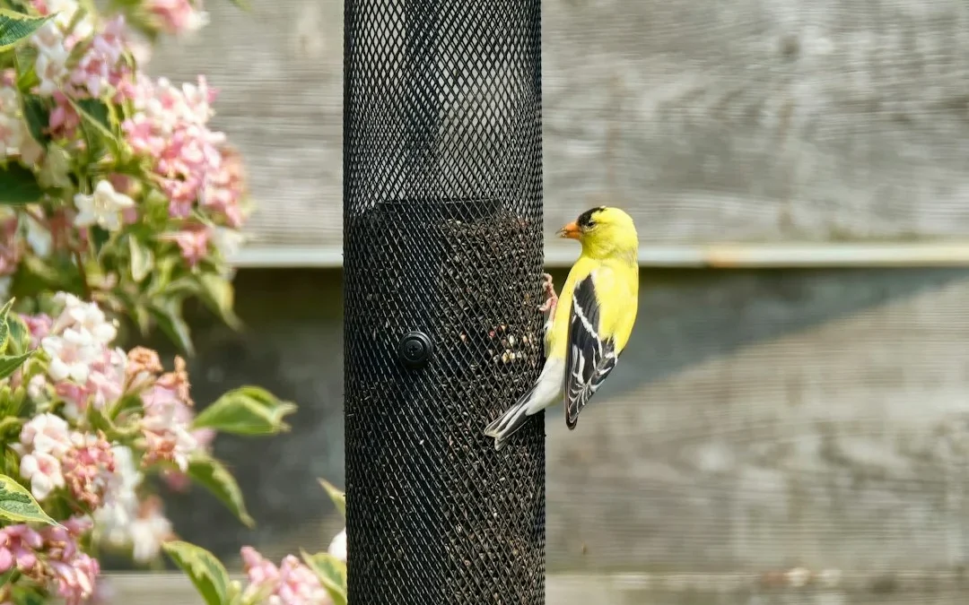 Winter Bird Feeder Cleaning in Pennsylvania: A Backyard Wildlife Health Checklist