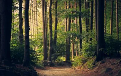 What to Look for When Buying a Cabin or Camp in the Pennsylvania Woods